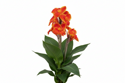 CANNA LILY