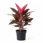 CORDYLINE FRUTICOSA