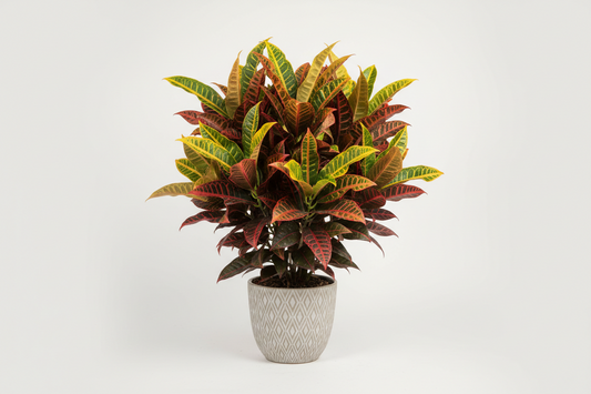 Croton (Cryoton)