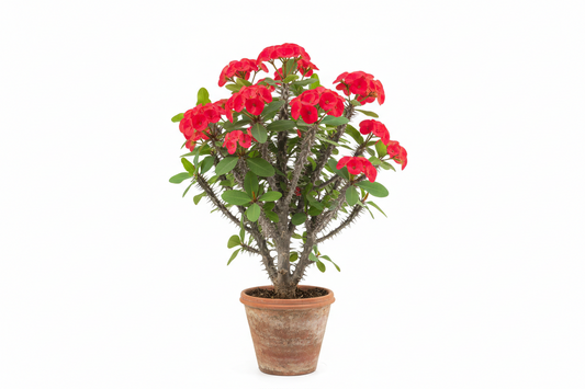 Crown of thorns