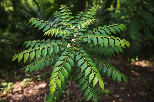 CURRY PLANT (SWEET NEEM)