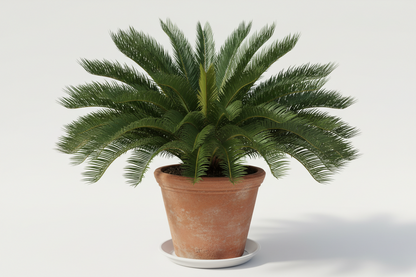 SAGO PALM [CYCAS REVOLUTA ]