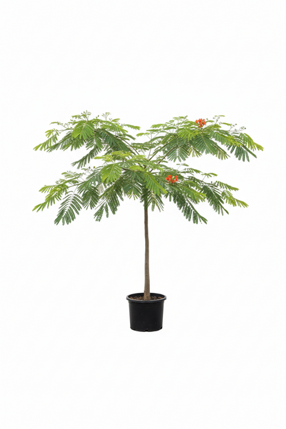 DELONIX  ( Regia )