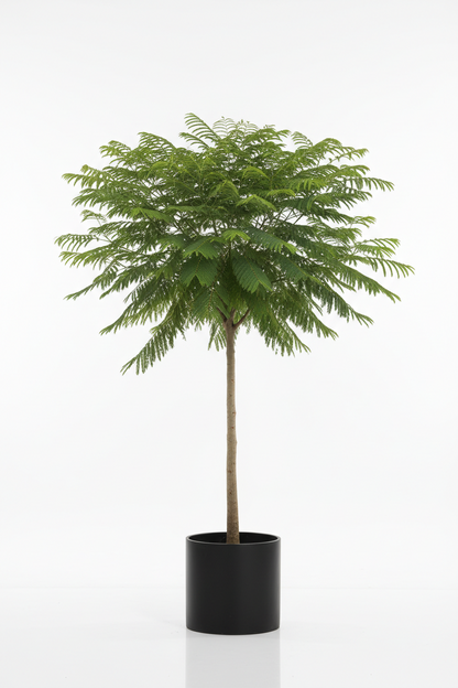 DELONIX  ( Regia )