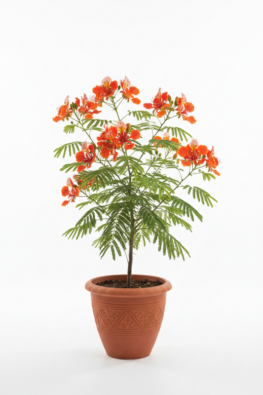 DELONIX  ( Regia )
