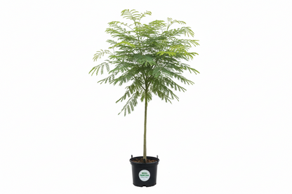Delonix (Regia)