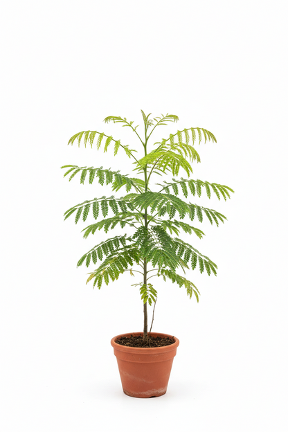 DELONIX  ( Regia )
