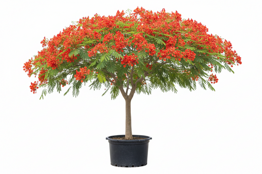 Delonix (Regia)