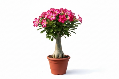 Desert Rose  (Adenium obesum)