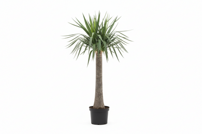 Dracaena Draco