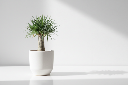 Dracaena Draco