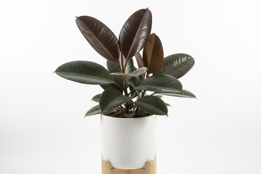 Ficus Elastica (Burgundy)