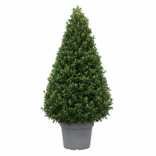 Ehretia cone (microphylla)