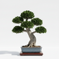 FICUS BONSAI