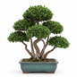 FICUS BONSAI