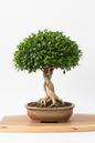 FICUS BONSAI