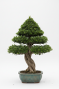 FICUS BONSAI