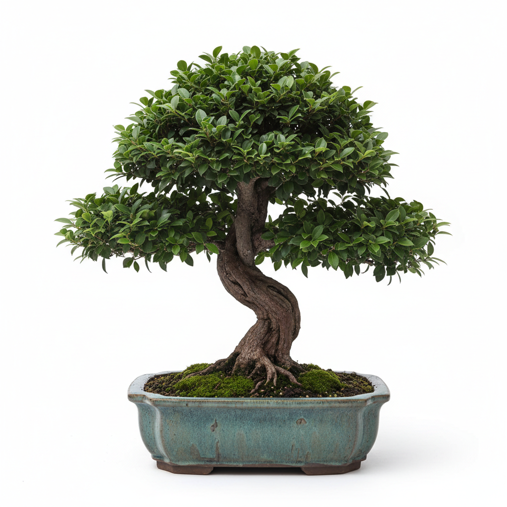 FICUS BONSAI