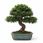 FICUS BONSAI