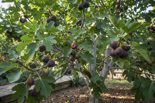 FICUS CARICA (fig tree)