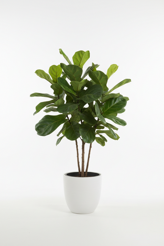 Ficus lyrata