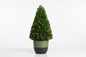 Ficus Panda CONE