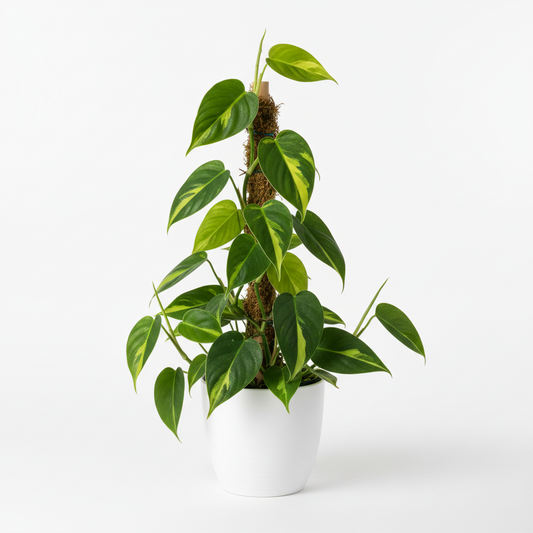 FLORAS PHILODENDRON BRASIL GREEN ( verigated)
