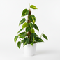 FLORAS PHILODENDRON BRASIL GREEN ( verigated)