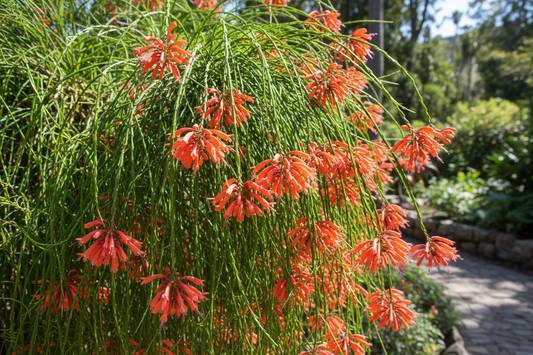 FOUNTAINBUSH