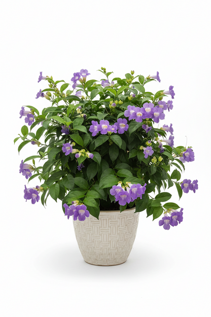 GARLIC VINE [MANSOA ALLIACEA]