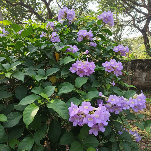 GARLIC VINE [MANSOA ALLIACEA]