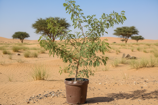 Ghaf  (Prosopis cineraria)