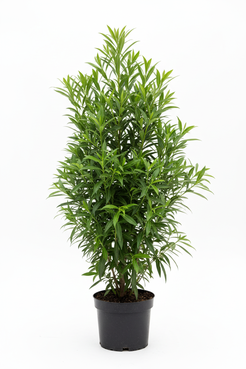 GREEN DAMAS {Conocarpus Lancifolius}