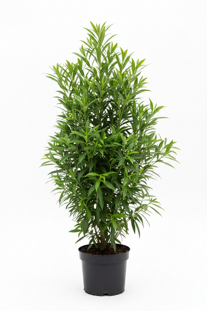 GREEN DAMAS {Conocarpus Lancifolius}