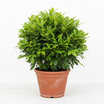 GREEN DAMAS {Conocarpus Lancifolius}