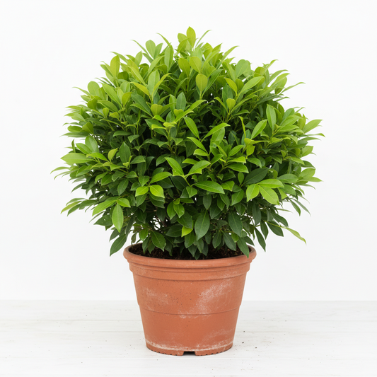 GREEN DAMAS {Conocarpus Lancifolius}