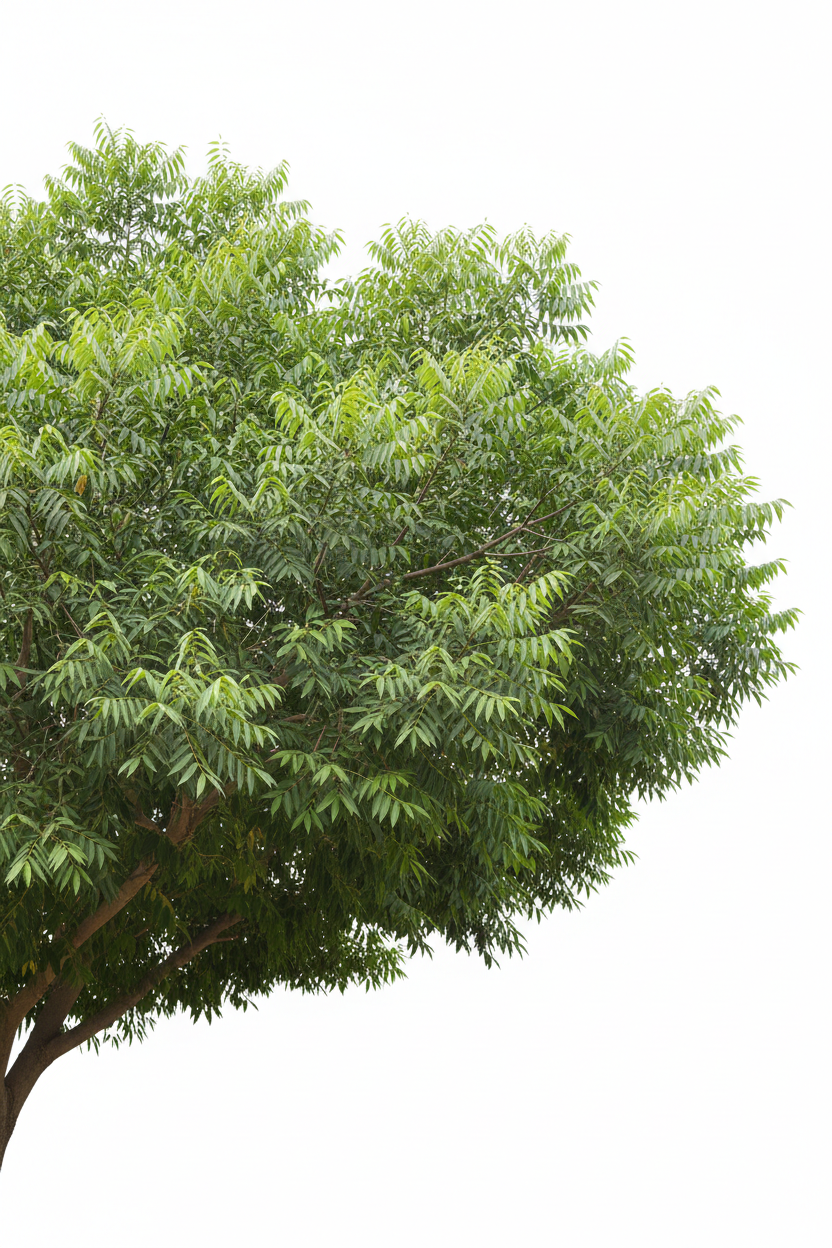 GREEN DAMAS {Conocarpus Lancifolius}