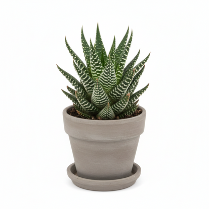 Haworthia (Zebra)