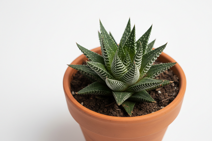 Haworthia (Zebra)