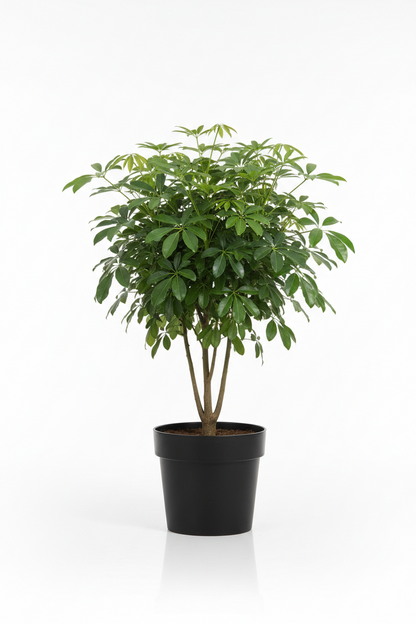 DWARF UMBRELLA TREE (HEPTAPLEURUM ARBORICOLA)