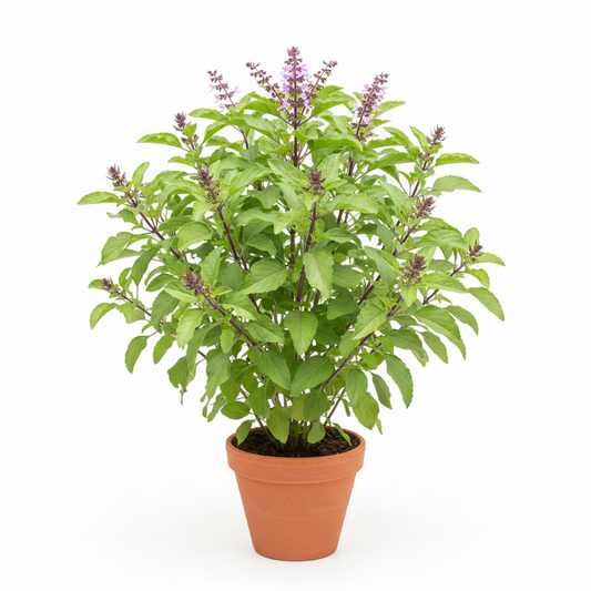 Holy Basil