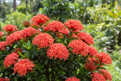 IXORE COCCINEA
