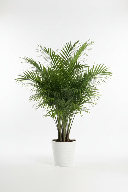 KENTIA PALM