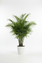 KENTIA PALM