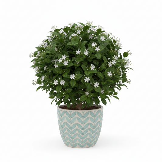 KOLFO WHITE MOGRA