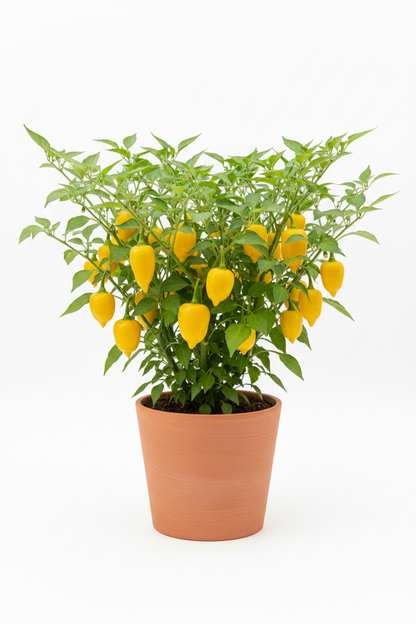 LEMON DROP PEPPER