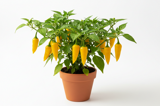 LEMON DROP PEPPER