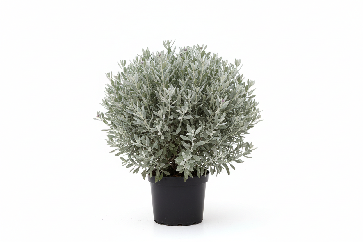 Leucophyllum frutescens