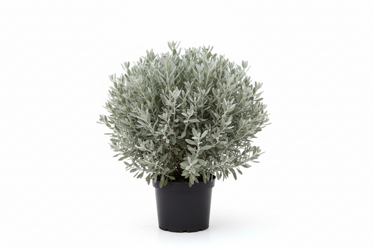 Leucophyllum frutescens