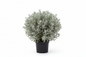 Leucophyllum frutescens